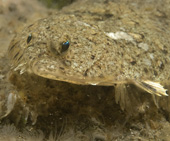 sand dab